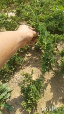 高度30厘米铺地柏