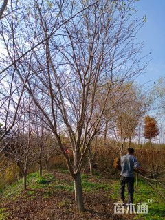 18公分染井吉野樱