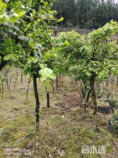 高度200厘米瓜子黄杨