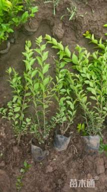 高度25厘米金叶女贞