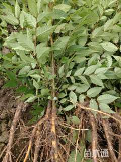 高度70厘米榉树小苗