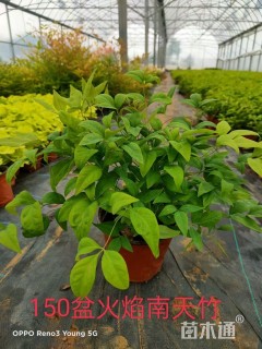 高度30厘米火焰南天竹