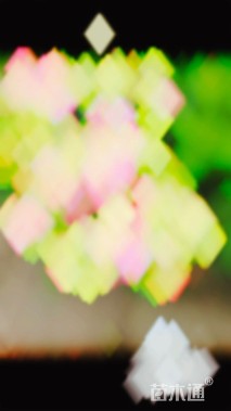 高度50厘米绣球