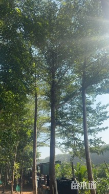 30公分小叶榄仁