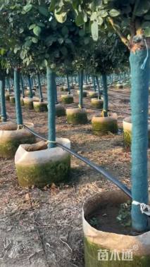 高度180厘米月季