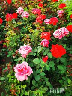 高度40厘米红王子锦带