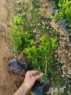 高度25厘米米兰