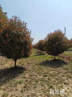 12公分红叶石楠