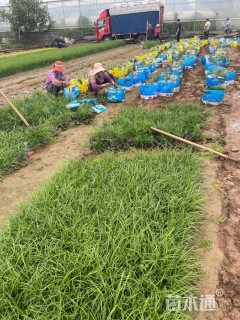 高度10厘米麦冬