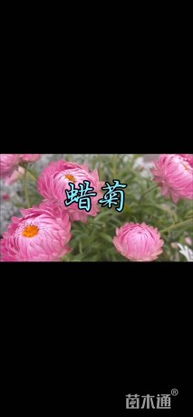 高度15厘米蜡菊