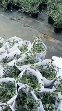 高度40厘米灌从石蚕