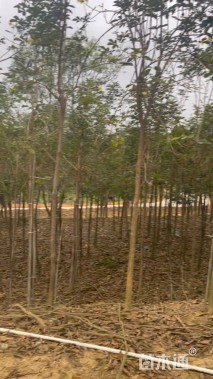 3公分黄花风铃木