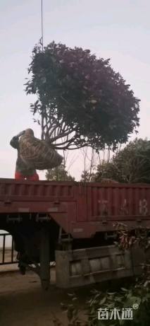 冠幅200厘米红叶石楠球