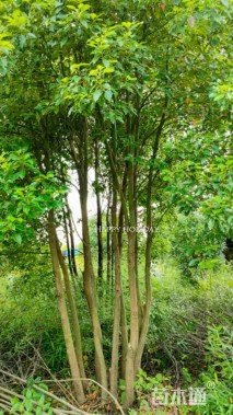 10公分丛生香樟