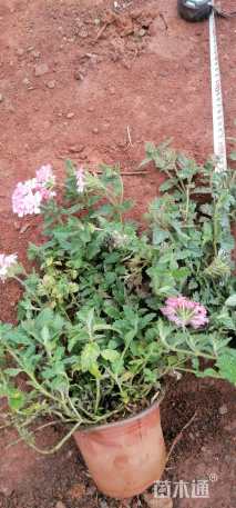 高度15厘米美女樱