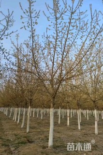 15公分金叶复叶槭