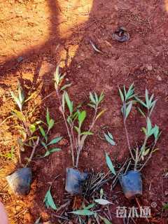 高度20厘米翠芦莉