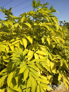 高度80厘米金叶接骨木