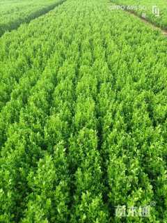 高度50厘米朝鲜黄杨