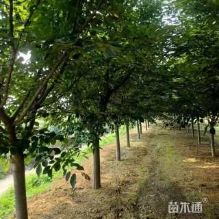 12公分染井吉野樱