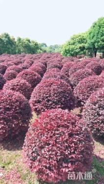 冠幅80厘米红花继木球
