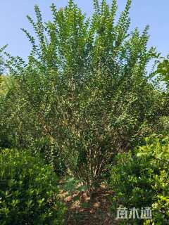 高度400厘米丛生紫薇