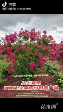 高度230厘米丛生紫薇