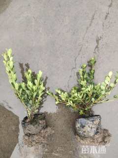 高度20厘米夏鹃小苗