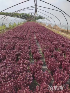 高度25厘米百子莲