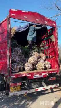 冠幅80厘米金叶榆球