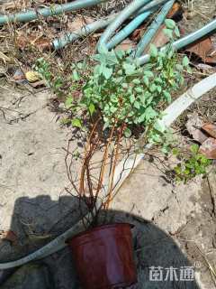 高度30厘米金山绣线菊