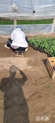 高度15厘米唐菖蒲