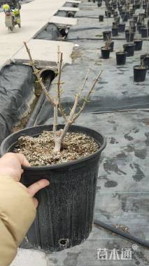 高度30厘米木绣球