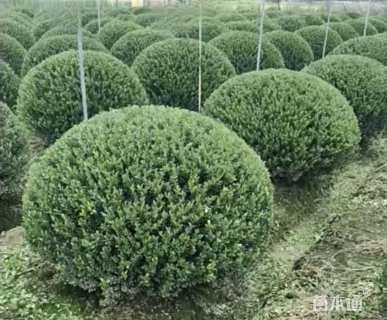 移栽苗完美冬青球