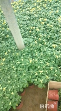 高度100厘米菊花