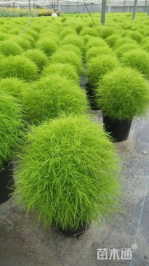 高度40厘米地肤