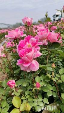 200厘米藤本月季