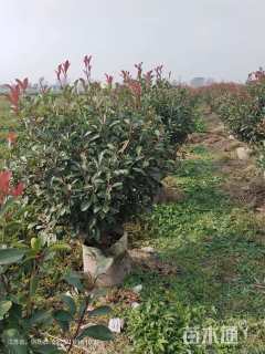 冠幅100厘米红叶石楠球