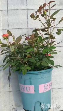 高度25厘米欧洲月季