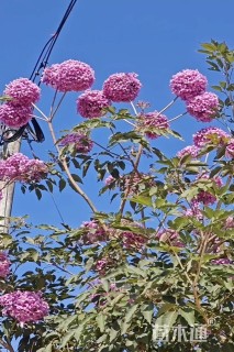 5公分紫花风铃木