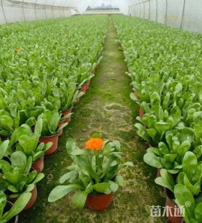 高度35厘米金盏菊