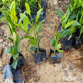 高度60厘米非洲茉莉