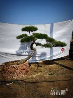 25公分迎客松