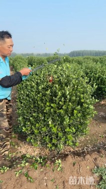 冠幅120厘米大叶黄杨球