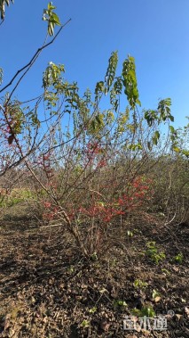 高度250厘米丛生金银木
