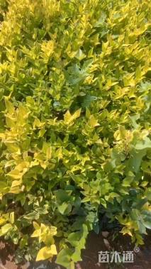 高度20厘米红花继木