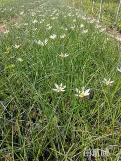 高度20厘米葱兰