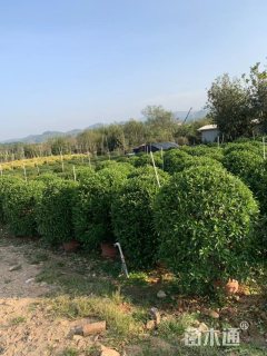 高度120厘米非洲茉莉