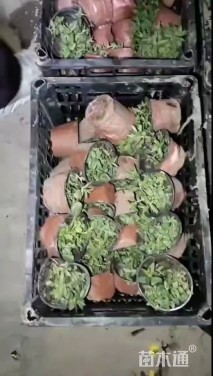 高度5厘米千屈菜