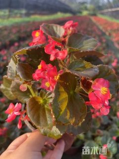 高度20厘米四季海棠